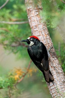 Acorn Woodpecker Melanerpes formicivorus Santa Rita Mountains, Santa Cruz County, Arizona, United