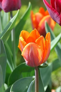 Tulip (Tulipa), flower orange colour in a flower bed Wilnsdorf, North Rhine-Westphalia, Germany