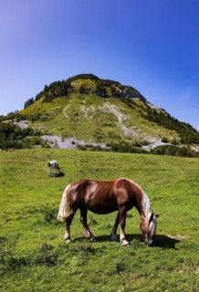 Horses on the Genneralm with Holzeck, Osterhorn group, Salzkammergut, Salzburg province, Austria