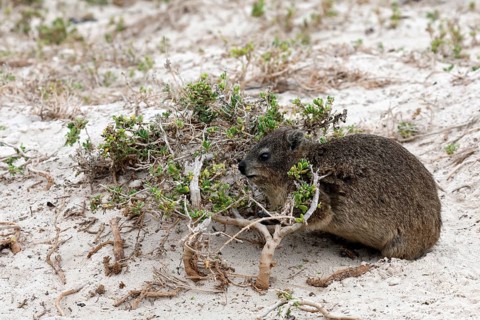 Rock hyrax (Procavia capensis), adult, beach, foraging, alert, Boulders Beach, Simon's Town,