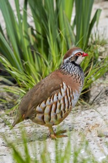 Red-legged partridge (Alectoris rufa), French partridge gamebird, game bird native to France, Spain
