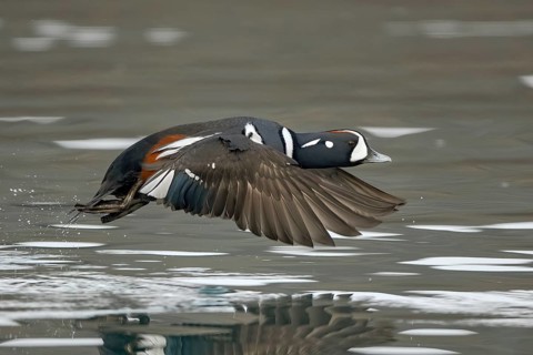 Harlequin Duck (Histrionicus histrionicus) male flying, Alaska, USA