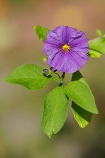 Gentian bush or potato tree (Lycianthes rantonnetii)