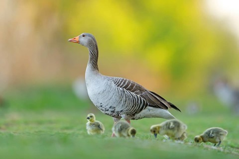 Greylag goose, Anser Anser, flight photo, side view, goose with four chicks, gosling,
