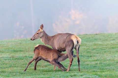A female Altai maral (Cervus canadensis sibiricus) suckles her calf in a meadow in the cool first
