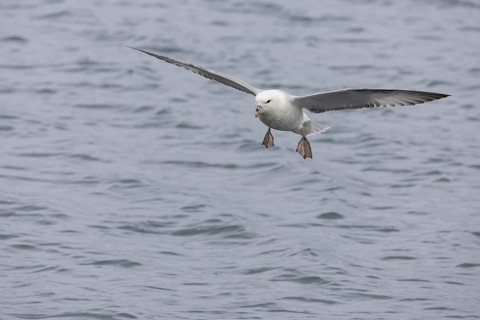 Northern fulmar (Fulmarus glacialis), in flight over the sea, Iceland