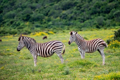 Two Burchell's zebra (Equus quagga burchelli), Addo Elephant National Park, Eastern Cape, South