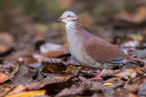 White-throated Quail-Dove (Geotrygon frenata) feeding on the forest floor in Colombia, South