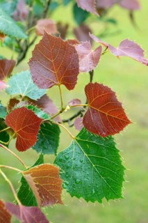 Henry's lime tree (Tilia henryana), Cambridge Botanical Garden, Germany
