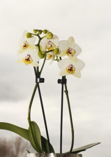 Butterfly orchid (Phalaenopsis), flowers