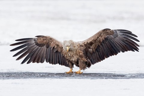 White-tailed Eagle (Haliaeetus albicilla) adult on ice, Poland