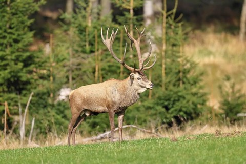 Red deer (Cervus elaphus) during the rutting season, capital stag in a forest clearing, wildlife,