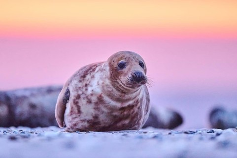 Grey seal (Halichoerus grypus) lying on the beach at sunset, Düne, Helgoland, Schleswig-Holstein,