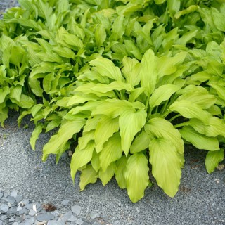 Funkia (Hosta 'Royal Standard'),  Germany
