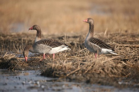 Greylag goose (Anser anser) adult birds foraging, Allgäu, Bavaria, Germany