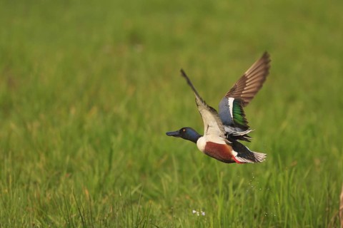 Northern Shoveler (Spatula clypeata) male flying, Netherlands
