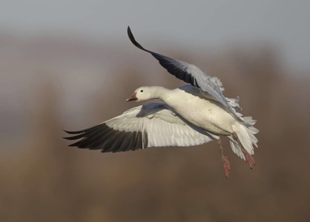 Snow Goose (Anser caerulescens) flying, New Mexico, USA