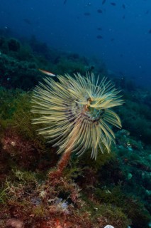 Mediterranean fanworm (Sabella spallanzanii) in its natural underwater environment. Dive site