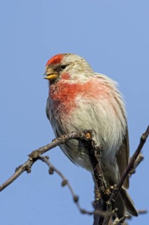 Common siskin, songbird, family of goldfinches, (Carduelis flammea), animals. Birds, Varanger,