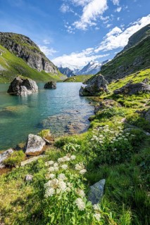 Flowers on the shore, mountain lake with view of glaciated mountain peaks, Lac du Louvie with