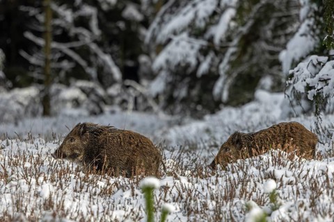Two wild boar piglets (Sus scrofa) follow their mother a few minutes apart, winter, snow, cold,
