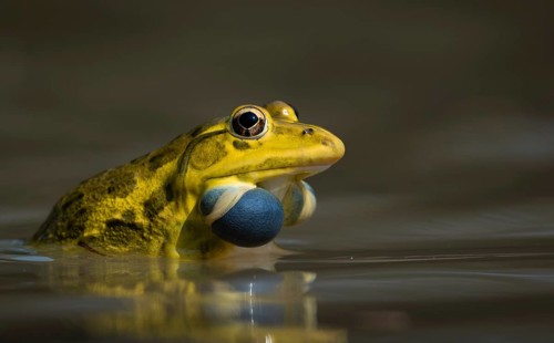 Indian bullfrog (Hoplobatrachus tigerinus) with inflated blue vocal sac, sreepur, Gazipur,