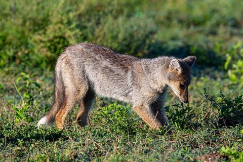 Side-striped Jackal (Canis adustus) Ndutu Aerea digging for termites Tanzania March