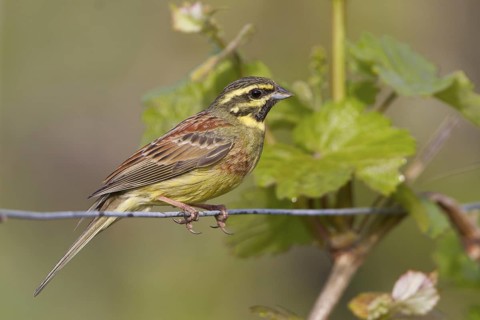 Cirl Bunting - Zaunammer - Emberiza cirlus, Germany, adult male