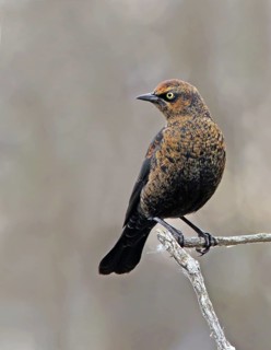 Rusty Blackbird (Euphagus carolinus), Saskatchewan, Canada