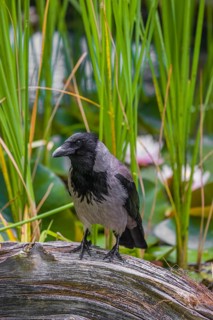 An adult hooded crow (Corvus cornix), sits on a branch in a garden pond
