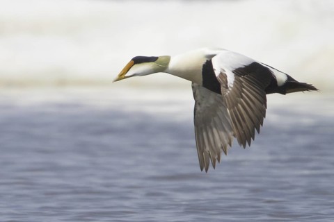 Common Eider (Somateria mollissima) male flying, Manitoba, Canada
