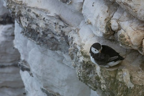 Atlantic puffin (Fratercula arctica) adult auk seabird bird on a cliff ledge in summer, RSPB
