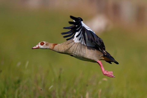 Egyptian Goose (Alopochen aegyptiaca) flying, North Rhine-Westphalia, Germany