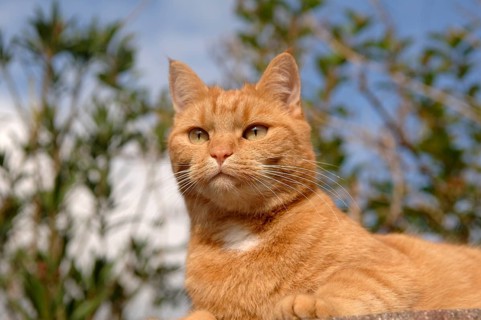 Portrait of a cat (Felis domestica), Bavaria, Germany
