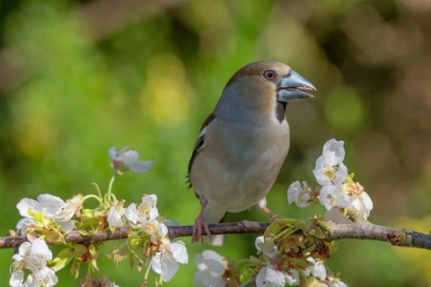A female hawfinch (Coccothraustes coccothraustes) with grey and brown plumage sitting on a branch