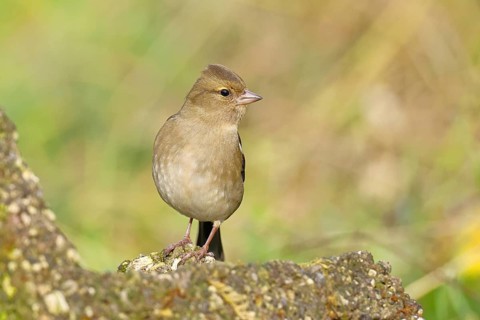 Chaffinch (Fringilla coelebs), adult male sitting on a stone in the garden, winter dress, wildlife,