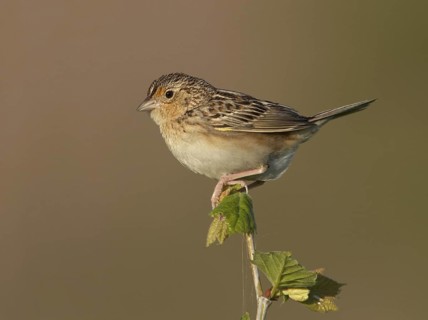 Grasshopper Sparrow (Ammodramus savannarum), Ohio, USA