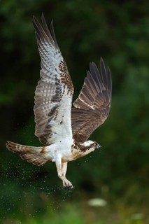 Western osprey (Pandion haliaetus) hunting, Aviemore, Scotland, Great Britain