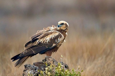 A Western marsh-harrier sits perched on a rocky outcrop amidst a barren field, its keen eyes