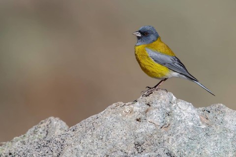 Gray-hooded Sierra-Finch (Phrygilus gayi) perched on the ground in Chile