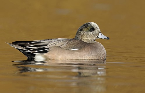 American Wigeon (Mareca americana) male, British Columbia, Canada