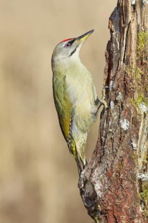 Grey-headed woodpecker (Picus canus), male sitting on a tree stump overgrown with moss and lichen,