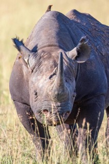 Front view at a Black rhinoceros (Diceros bicornis) with a bird on the back on the grass savanna in
