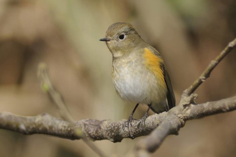 Red-flanked Bluetail (Tarsiger cyanurus), Poyang Lake, China