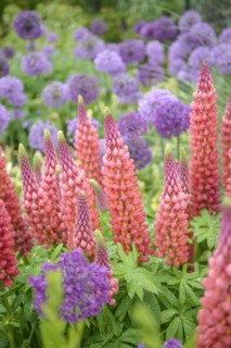 Lupine (Lupinus polyphyllus), globe leek (Allium aflatunense), Hillier Arboretum, Romsey, England,