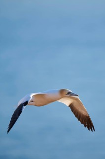 Northern gannet (Morus bassanus) flying over the sea, wildlife, Helgoland, Germany