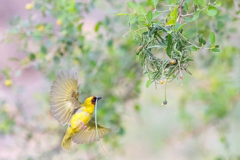 Ruppell's Weaver, Rueppell's Weaver, (Ploceus galbula), weaver bird building a nest, weaver birds,