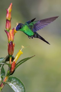 Violet-capped Woodnymph (Thalurania glaucopis) flying and feeding at a flower in the Atlantic