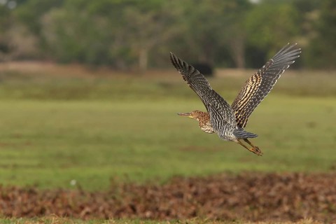Rufescent Tiger Heron (Tigrisoma lineatum) juvenile taking flight, Los Llanos, Venezuela