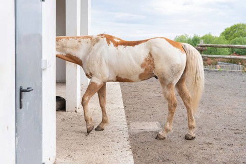 A curious horse with a white and brown coat peeks its head through a stable doorway, showcasing its